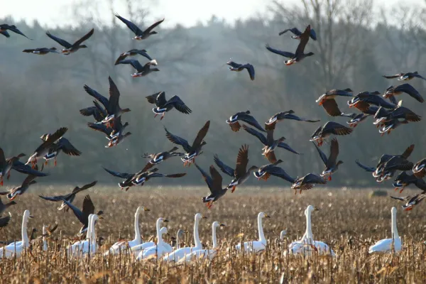 geese-1177029_960_720
